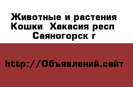 Животные и растения Кошки. Хакасия респ.,Саяногорск г.